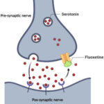 Mechanism of action of fluxotine