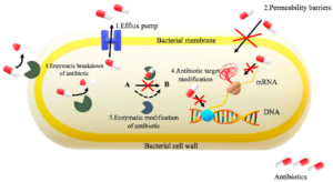 cefixime uses cefixime mode of action